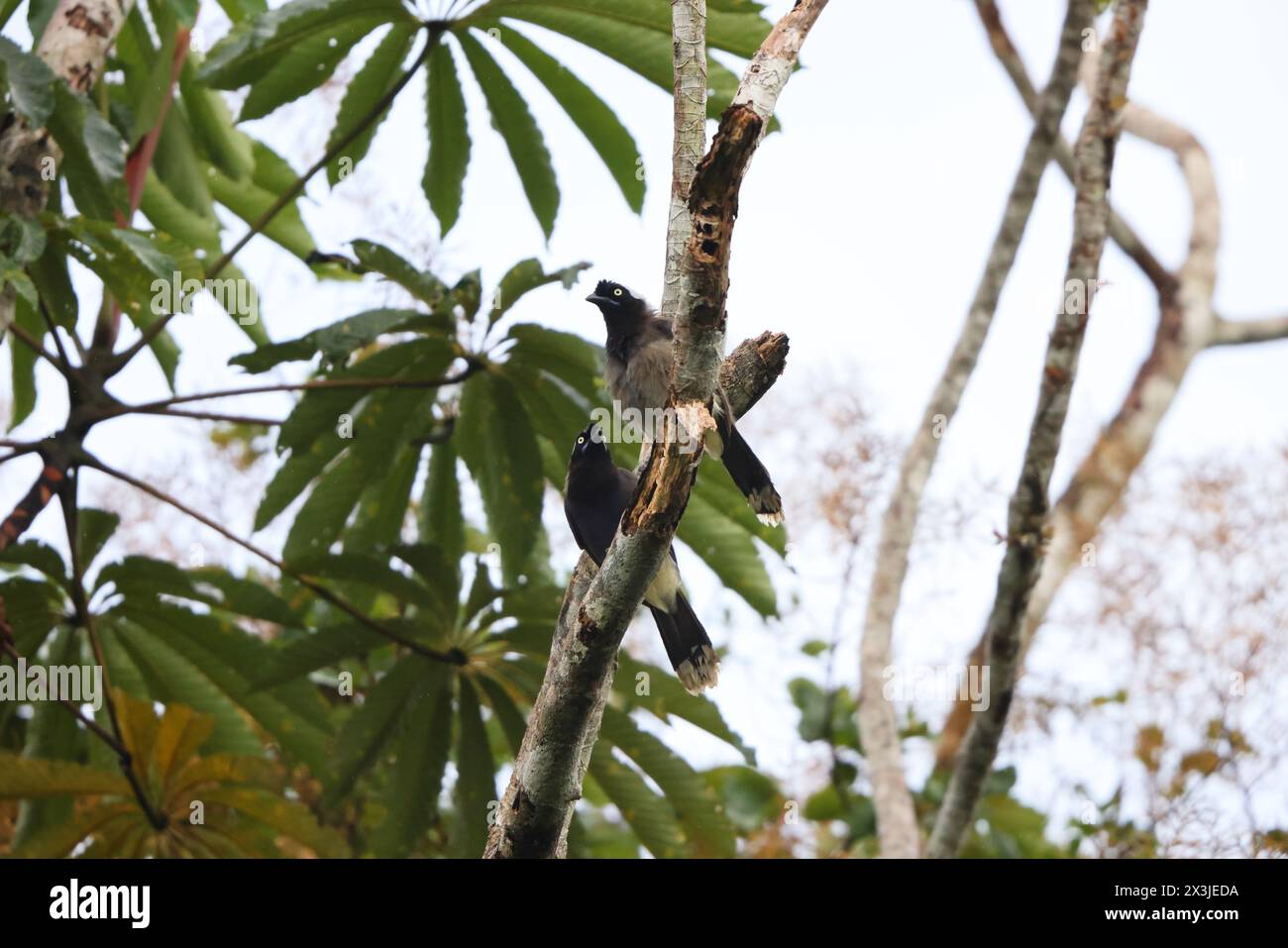 The azure-naped jay (Cyanocorax heilprini) is a species of bird in the family Corvidae. This photo was taken in Colombia. Stock Photo