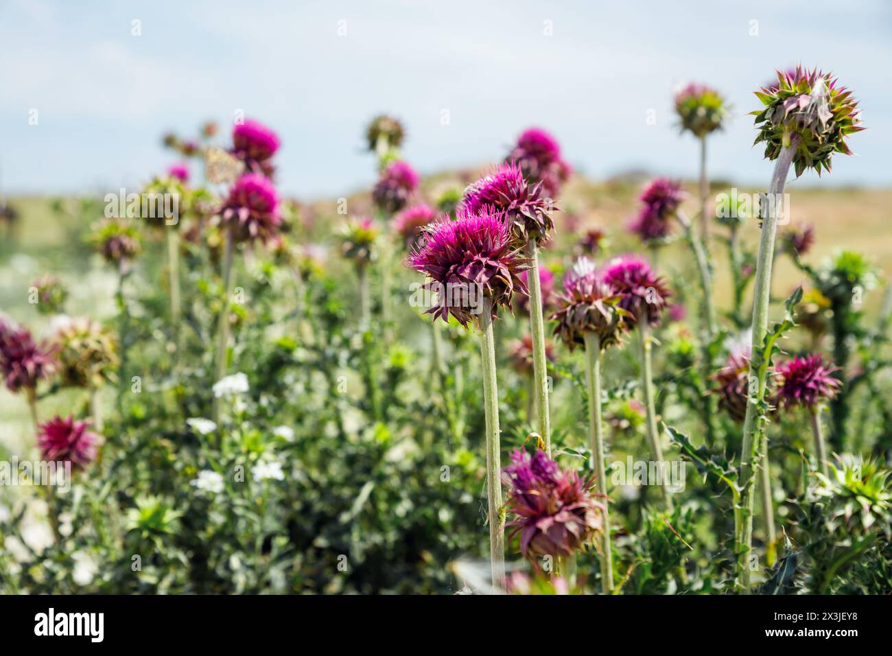Thistle pink flowers in meadow. Carduus, genus of plants of the Aster family or Compositae (Asteraceae). Thistle thickets or bushes in steppes of sunn Stock Photo