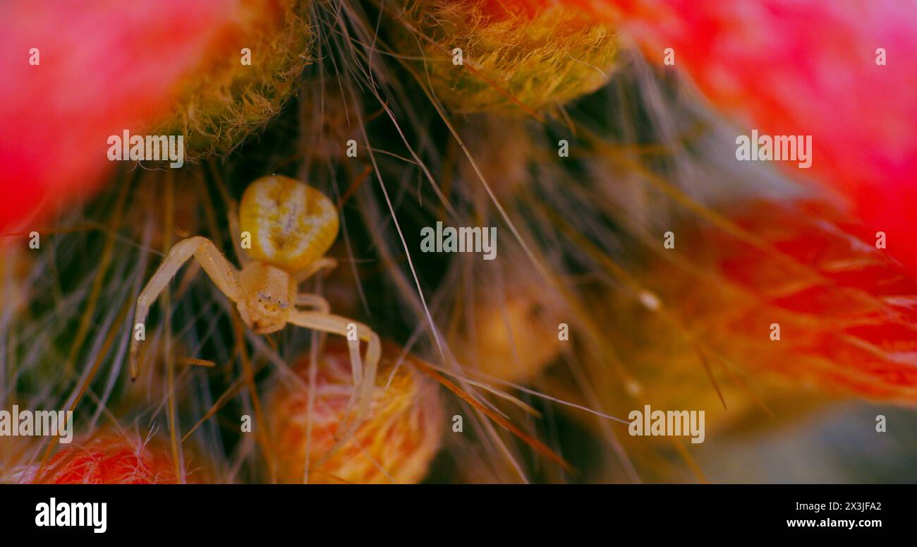 Goldenrod crab spider lies in wait within the confines of a silver torch cactus to capture and consume its prey. Stock Photo