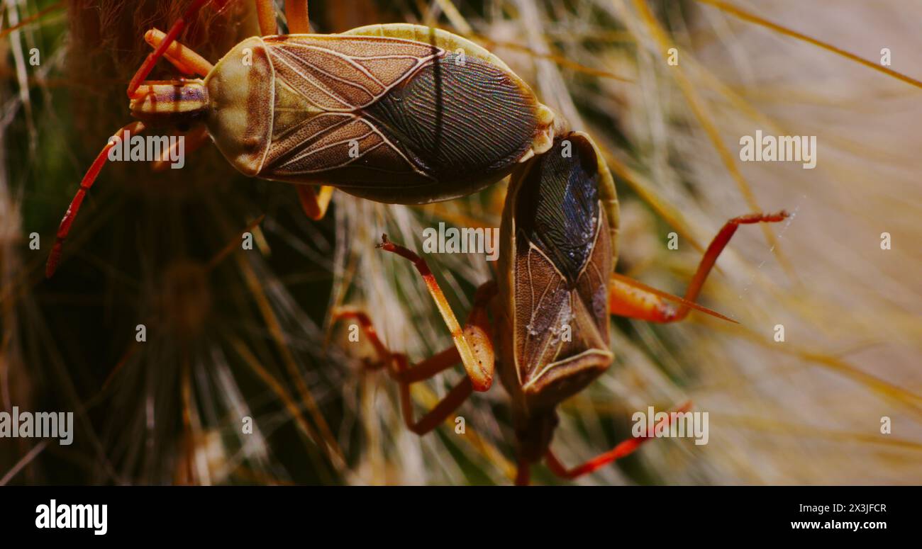 Cactus bugs (cactus coreid) mating on a silver torch cactus. Stock Photo