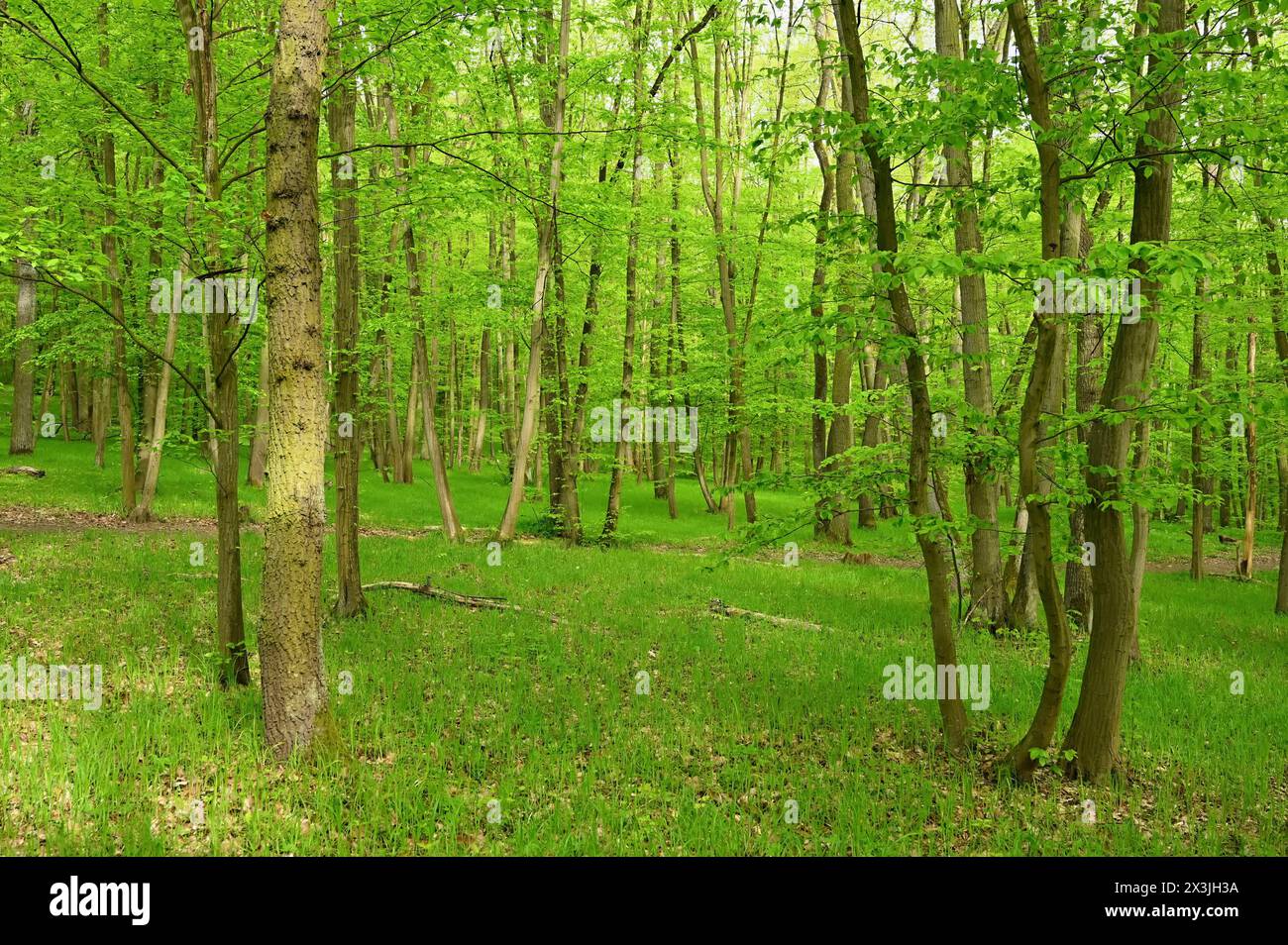 Beautiful green forest with trees in the background. Concept for nature and environment. Spring in the forest landscape. Stock Photo