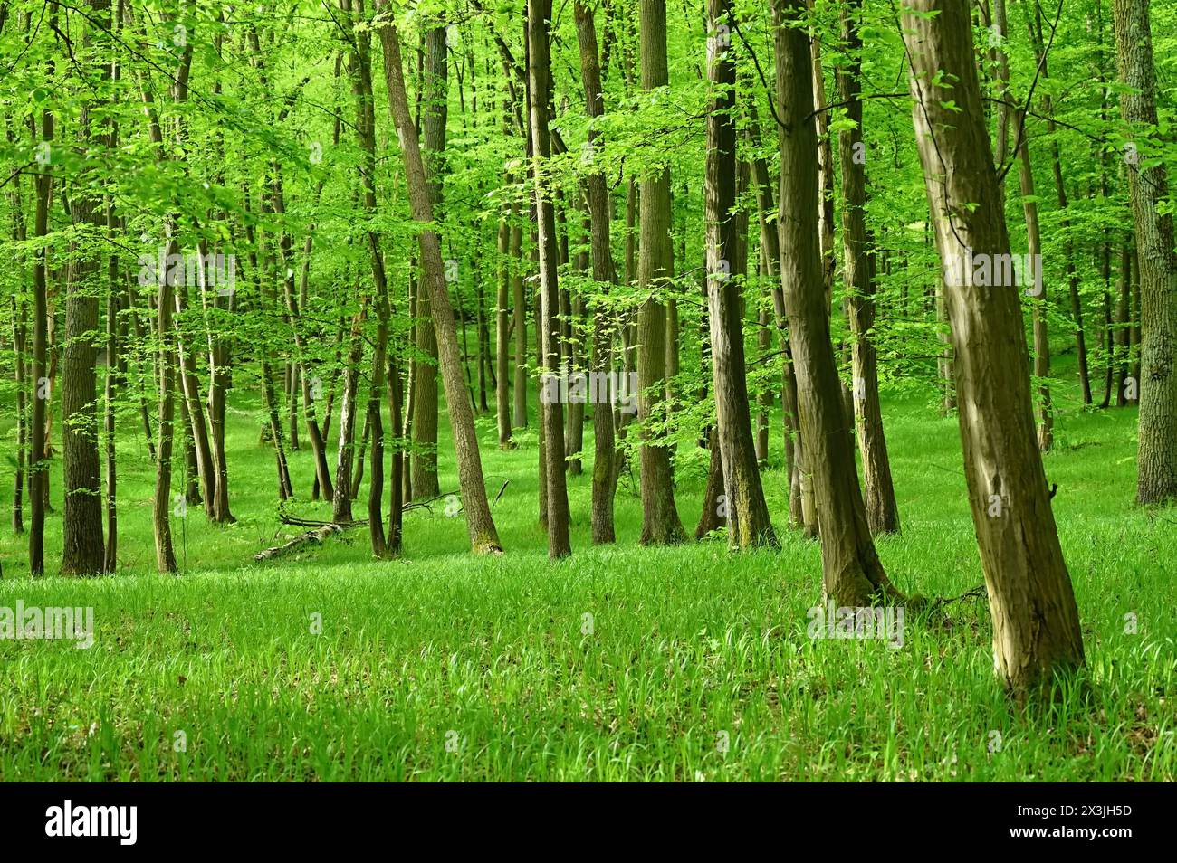 Beautiful green forest with trees in the background. Concept for nature and environment. Spring in the forest landscape. Stock Photo