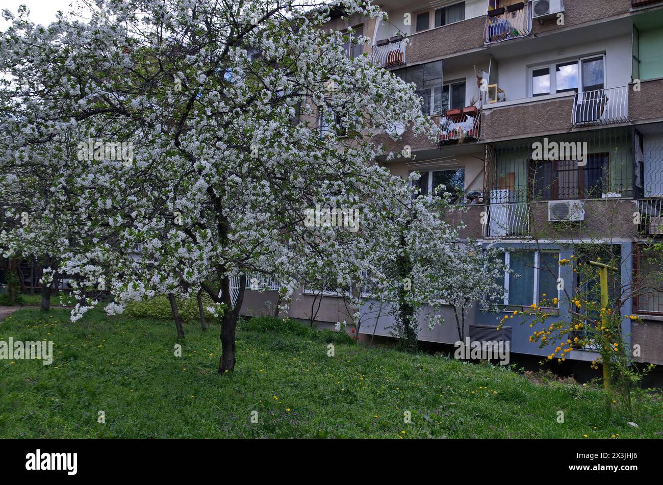 Trees with fresh sour cherry blossom or Prunus cerasus and spring meadow in the garden, Sofia, Bulgaria Stock Photo