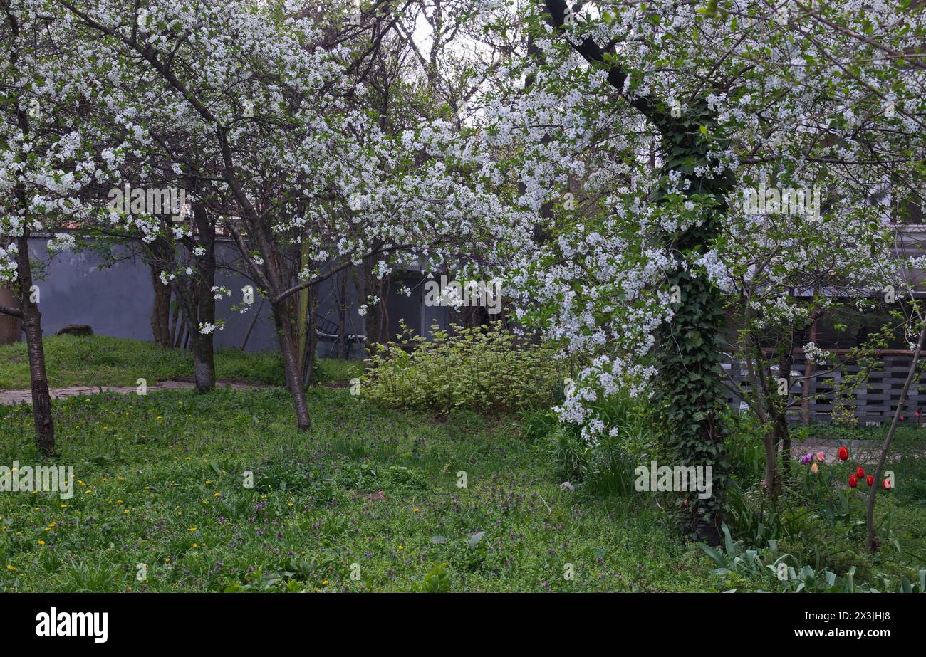 Trees with fresh sour cherry blossom or Prunus cerasus and spring meadow in the garden, Sofia, Bulgaria Stock Photo