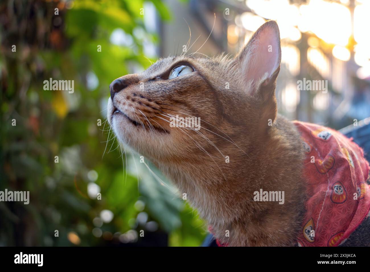 A cat motionlessly observes a bird on a tree in an evening garden Stock Photo