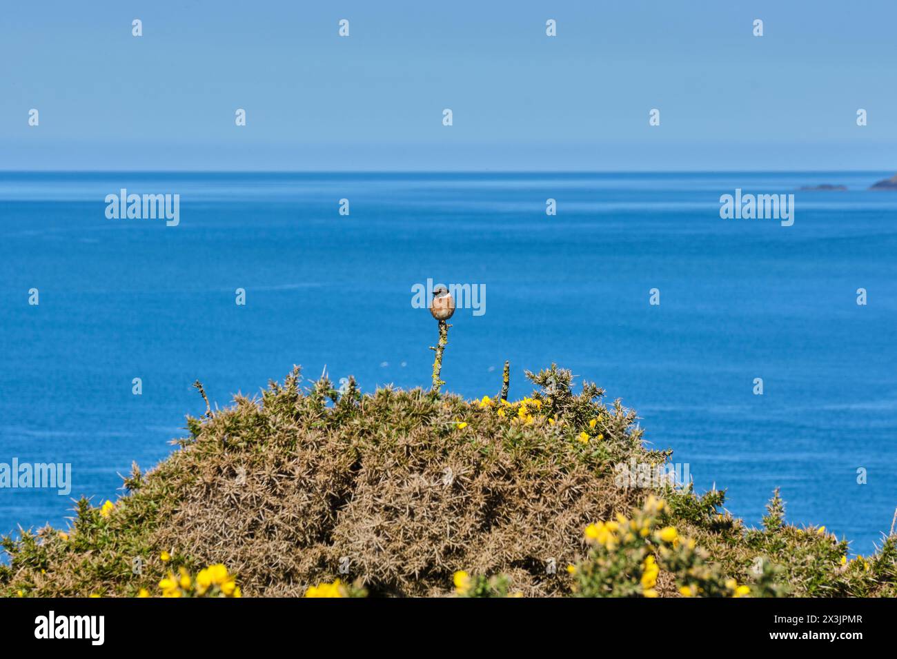 Stonechat on gorse bush near Westdale Bay, Dale, Pembrokeshire, Wales Stock Photo