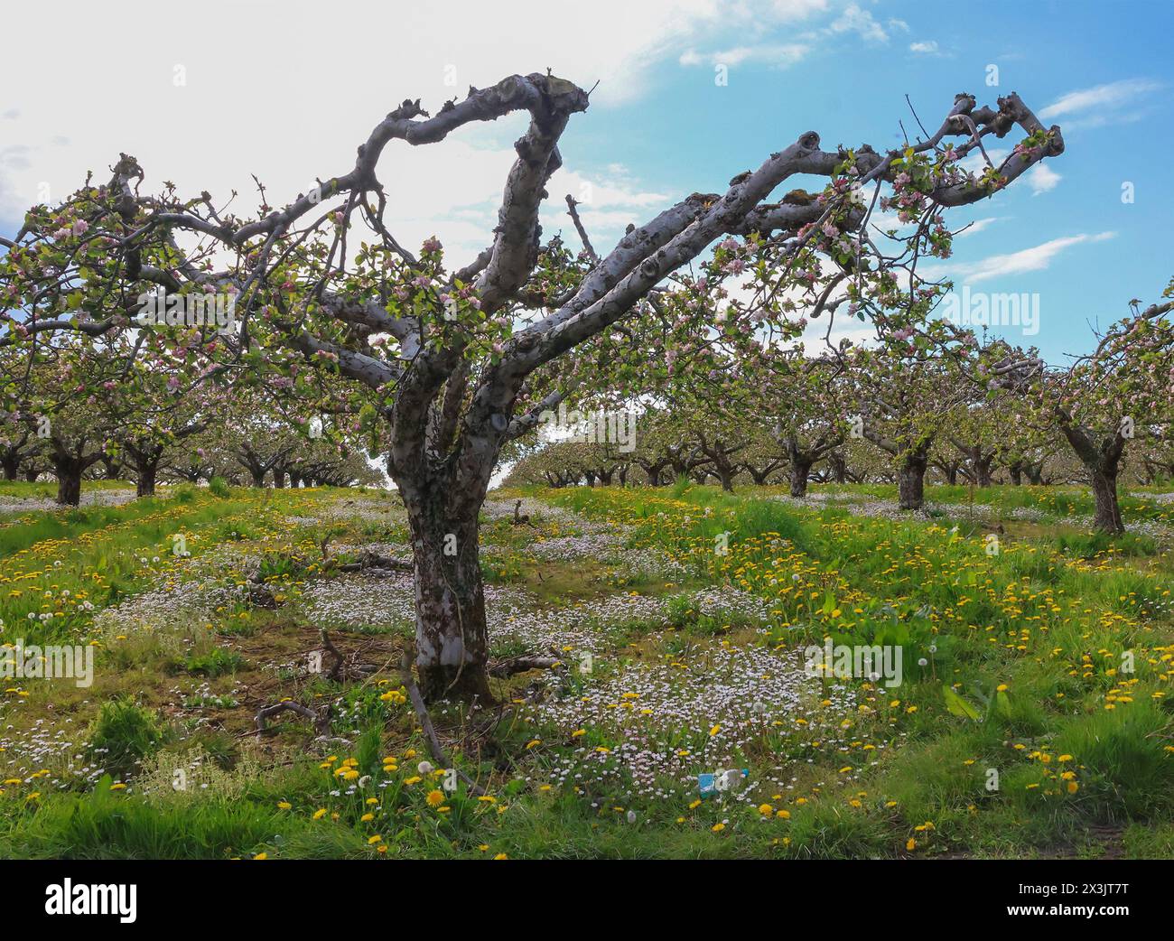 Richhill, County Armagh, Northern Ireland, UK. 27th Apr 2024. UK weather: a dry afternoon for the most part with spells of sunshine and the threat of a localised shower. Apple blossom showing in an orchard in County Armagh. Credit: David Hunter/Alamy Live News. Stock Photo