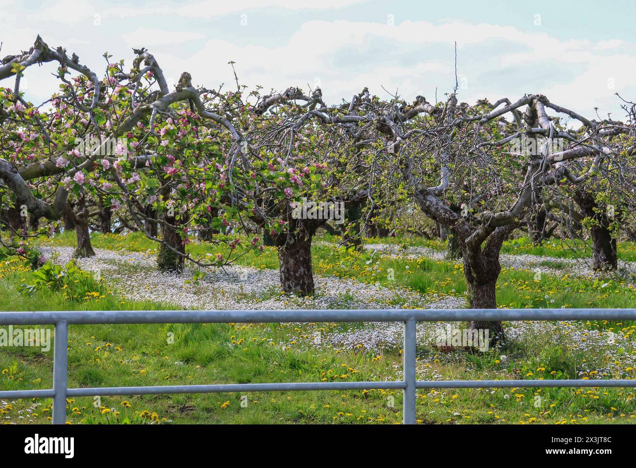 Apple blossom ireland 2024 hires stock photography and images Alamy