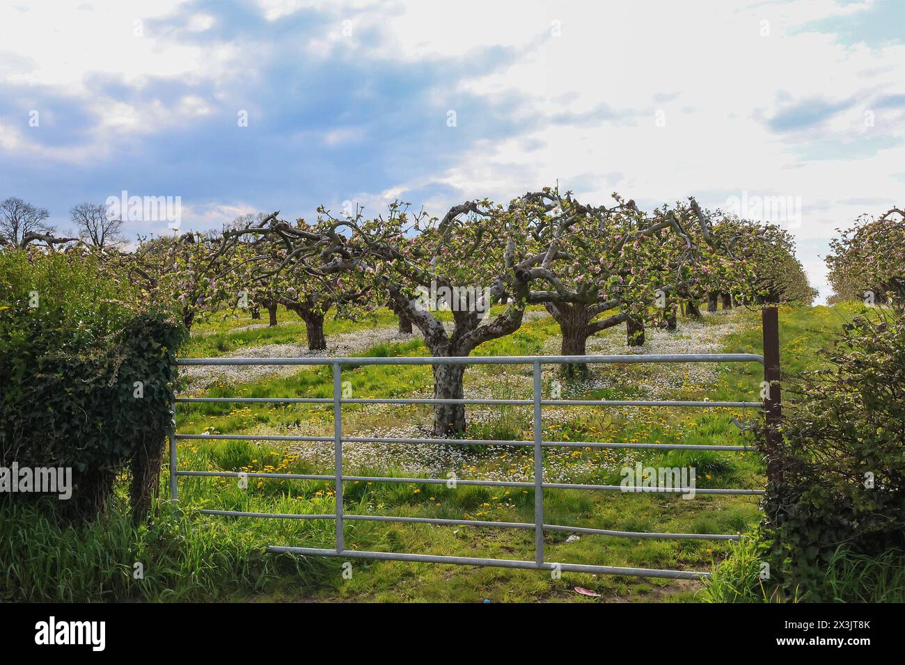 Richhill, County Armagh, Northern Ireland, UK. 27th Apr 2024. UK weather: a dry afternoon for the most part with spells of sunshine and the threat of a localised shower. Apple blossom showing in an orchard in County Armagh. Credit: David Hunter/Alamy Live News. Stock Photo