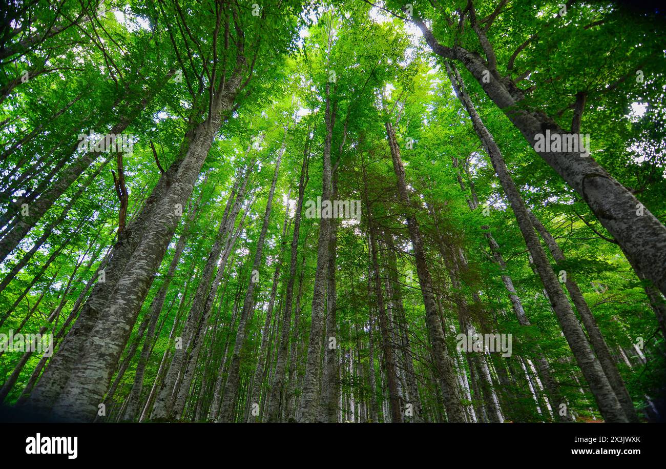 beautiful trees towards the spring sky Stock Photo