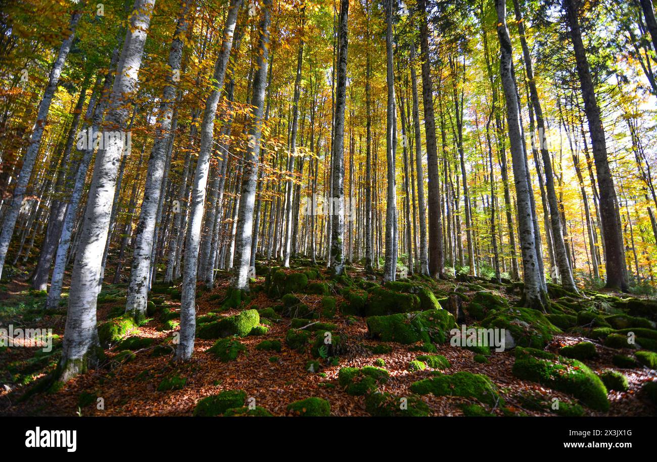 the beautiful colors of autumn Stock Photo - Alamy