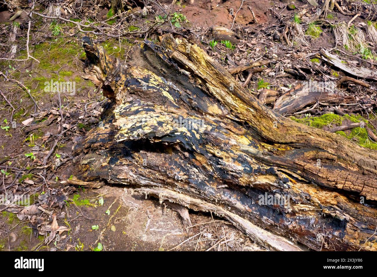 Close up showing a large fallen tree trunk left to rot in place on a woodland floor, the natural process eating away at the wood. Stock Photo
