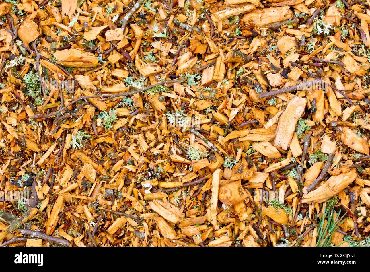 Close up of a pile of wood chips left lying on a woodland floor after a fallen tree was cleared away. Stock Photo