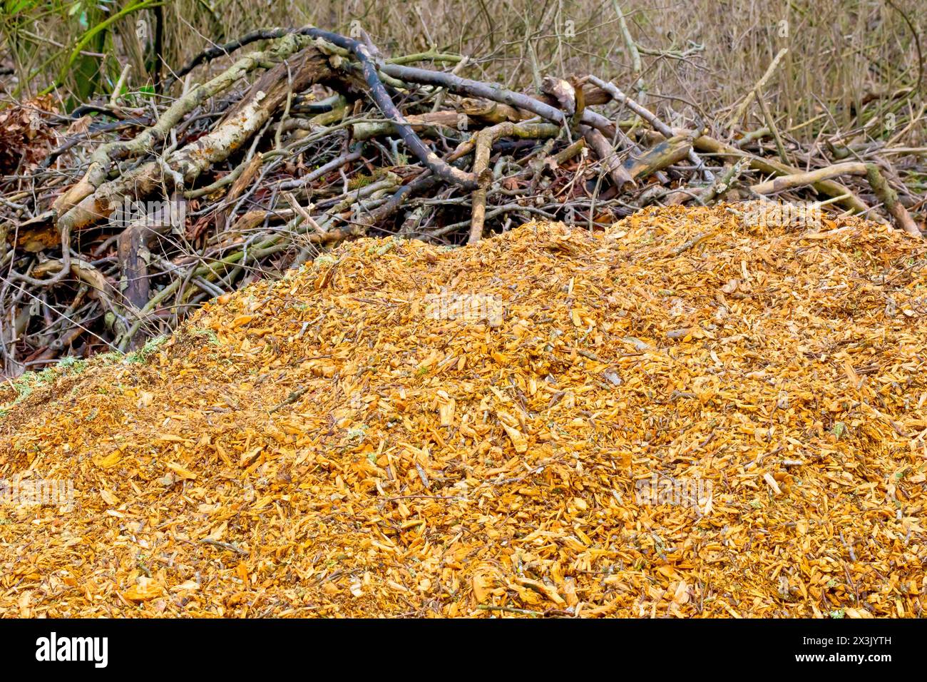 Close up of a pile of wood chips and tree branches left lying on a woodland floor after a fallen tree was cleared away. Stock Photo