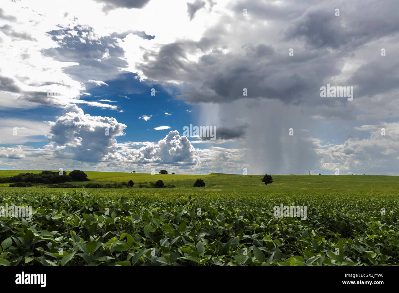 Heavy clouds and rain arrive at a green soybean plantation in the rural ...