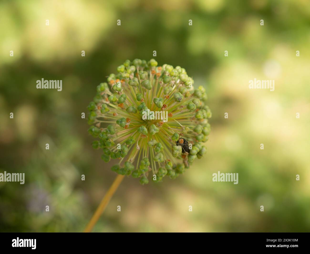 Embarking on a mystical journey through nature, surrounded by smoking pollen plants Stock Photo