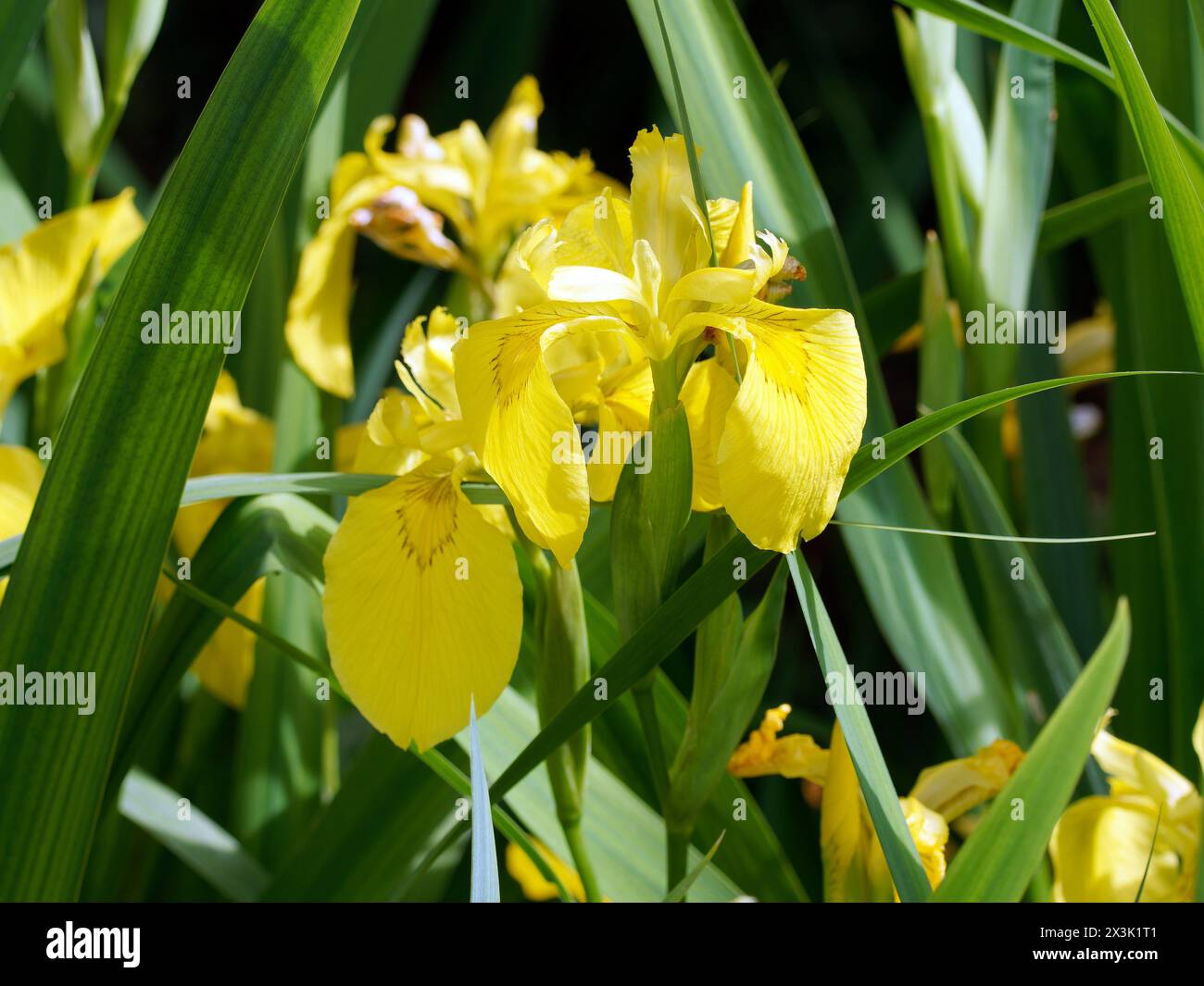 Yellow Flag Yellow Iris Water Flag Sumpf Schwertlilie Gelbe yellow-flag-yellow-iris-water-flag-sumpf-schwertlilie-gelbe