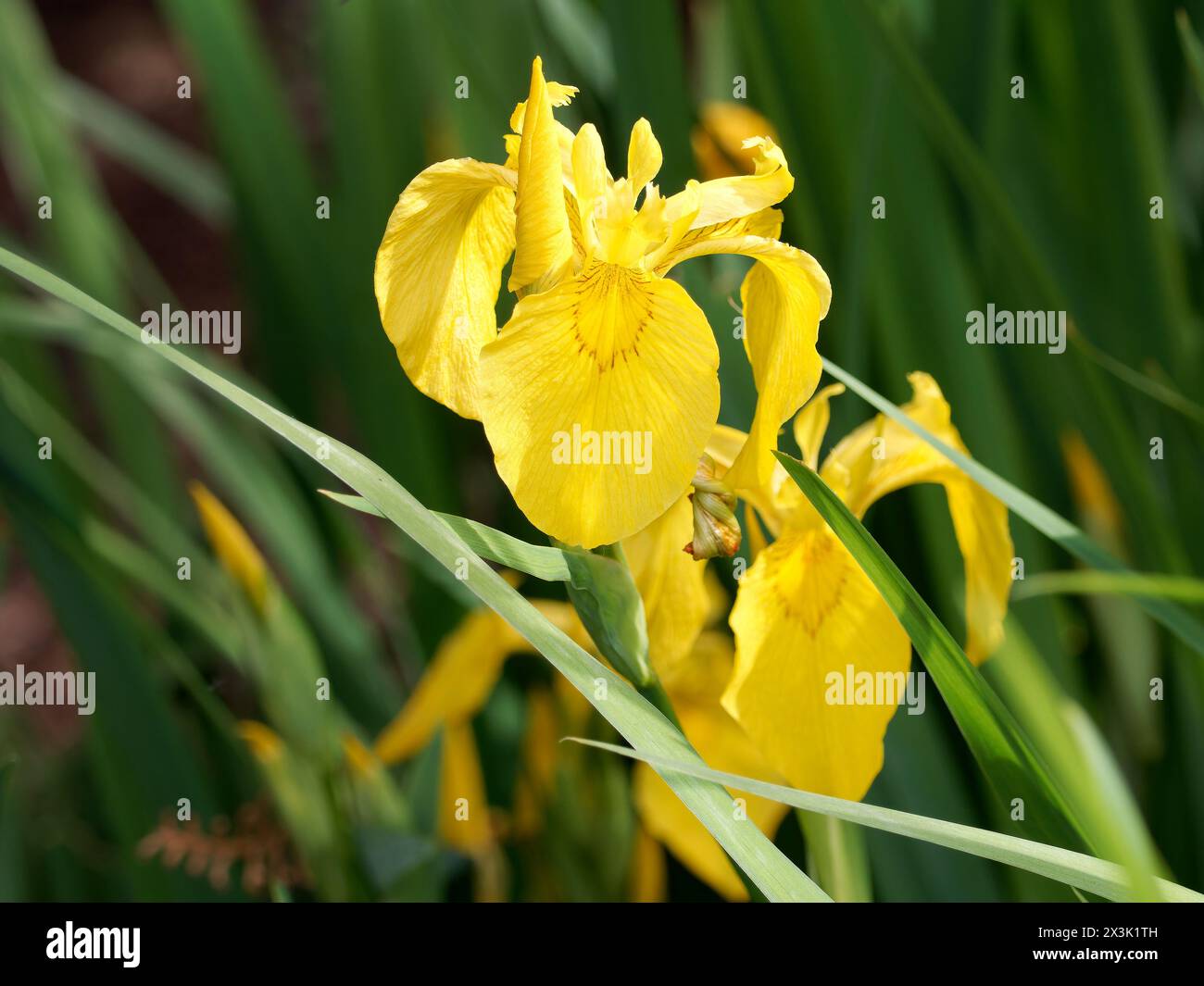 Yellow Flag Yellow Iris Water Flag Sumpf Schwertlilie Gelbe yellow-flag-yellow-iris-water-flag-sumpf-schwertlilie-gelbe