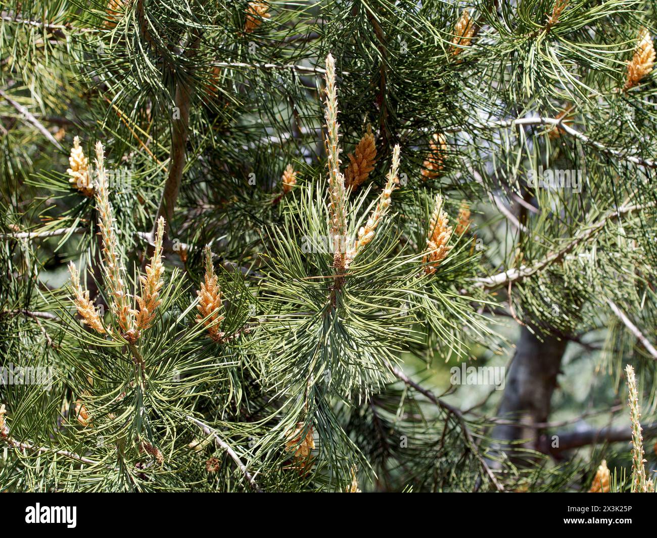 Bunge's pine, lacebark pine or whitebarked pine, Bunges Kiefer, Tempel