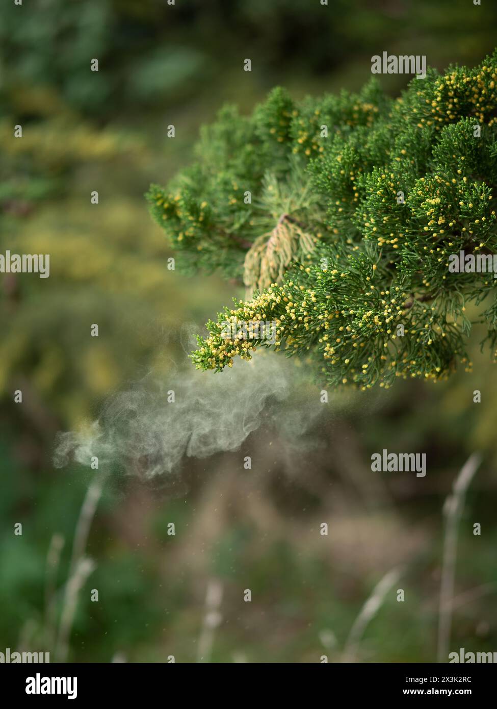 Embarking on a mystical journey through nature, surrounded by smoking pollen plants Stock Photo