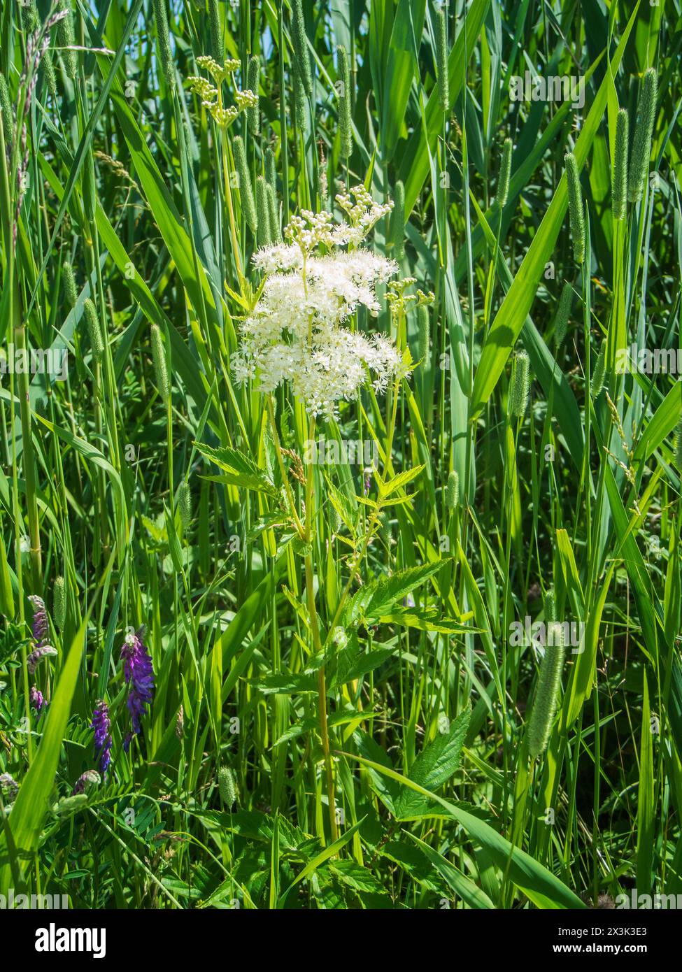 Low angle close-up view of the white-flowering meadowsweet (lat: Filipendula ulmaria) among other various meadow plants in bavaria. Stock Photo