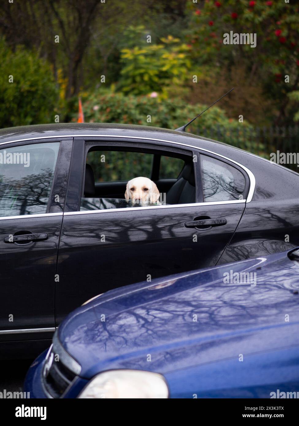 Dog casual car ride head out of the window Stock Photo