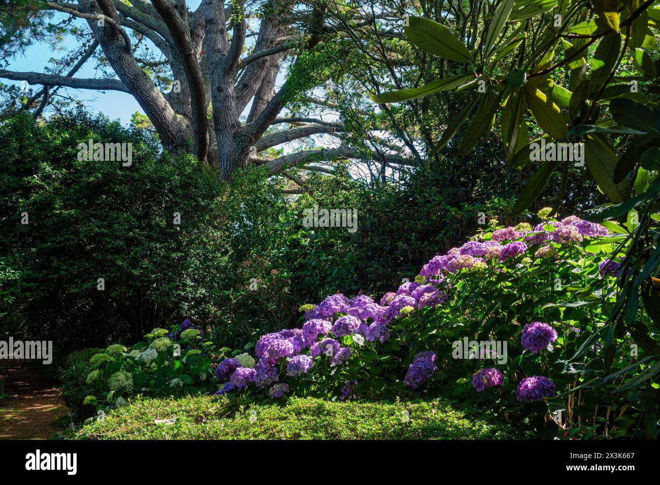 Hollard Gardens, Kaponga, near Stratford, Taranaki Region, North Island, New Zealand Stock Photo