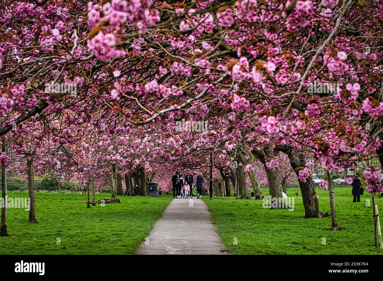 A scenic view of a pathway lined with blooming cherry blossom trees in ...