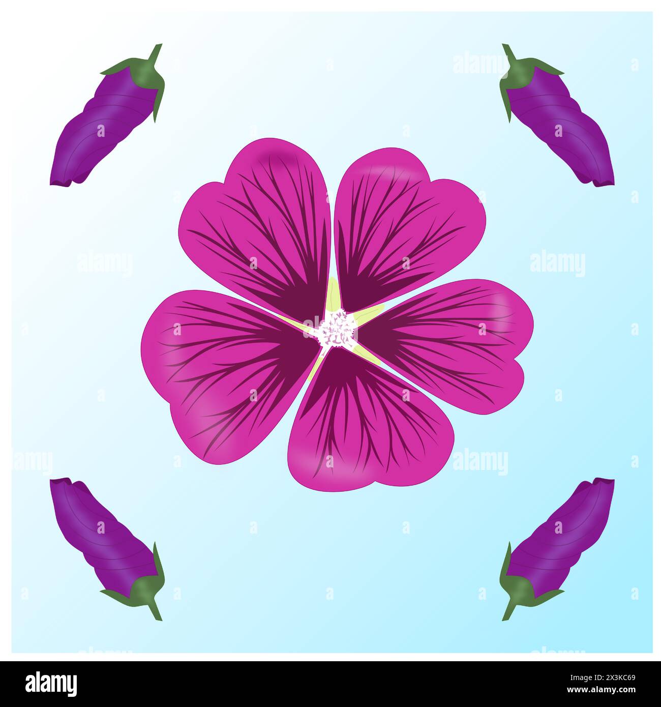 Moorish mallow flower in bloom in the middle and around it four still undeveloped mallow flowers on a blue background Stock Vector