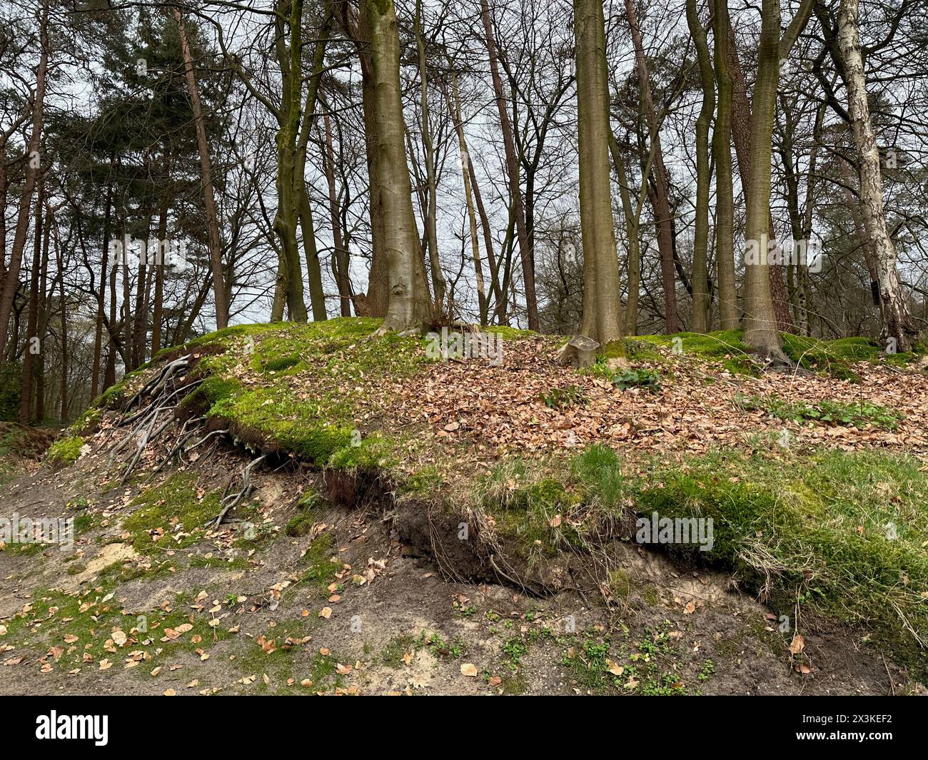 Beautiful trees fallen leaves hi-res stock photography and images - Alamy