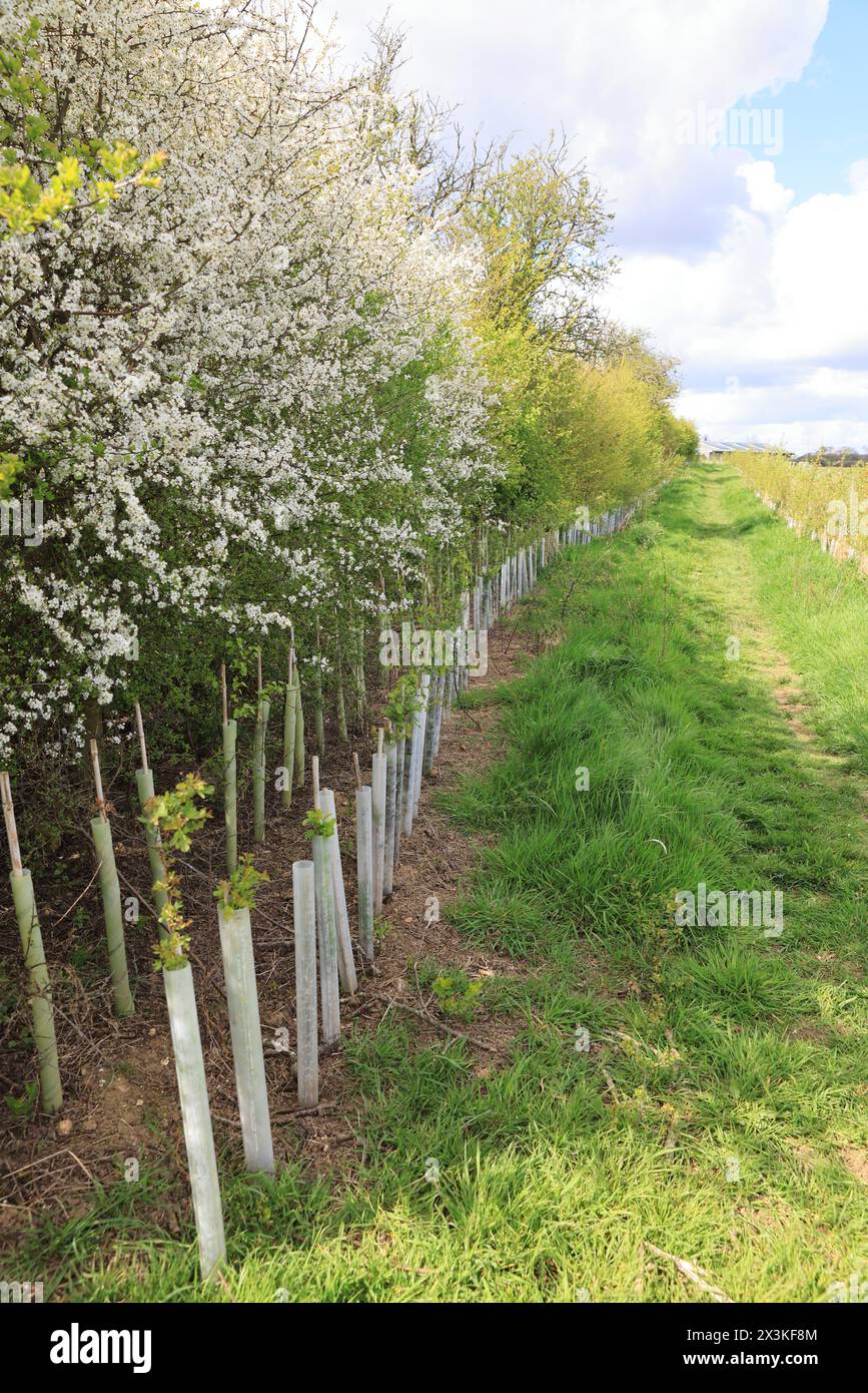 Habitat replanting, tree saplings planted to regrow hedges on farmland ...