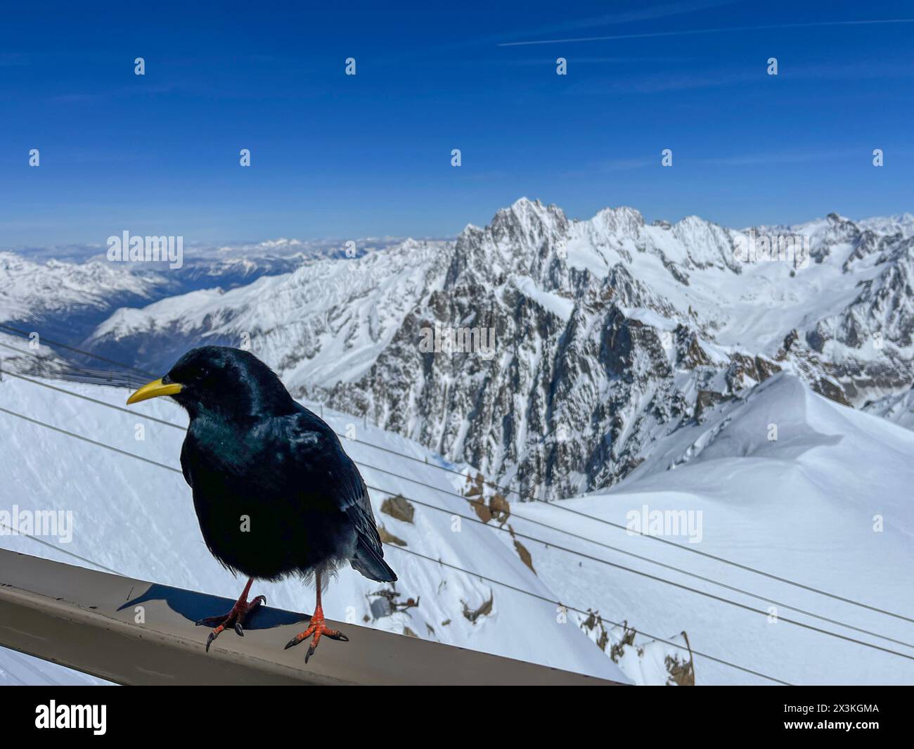 Haute-Savoie, France: black crow and panoramic view from L’Aiguille du Midi the highest spire of the Aiguilles de Chamonix in the Mont Blanc massif Stock Photo