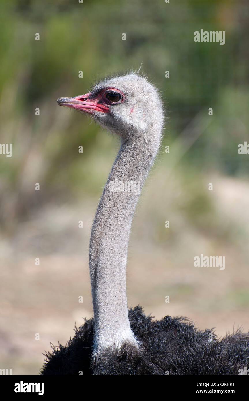 Solitary Ostrich: A Majestic Presence in the Untamed African Savannah Stock Photo