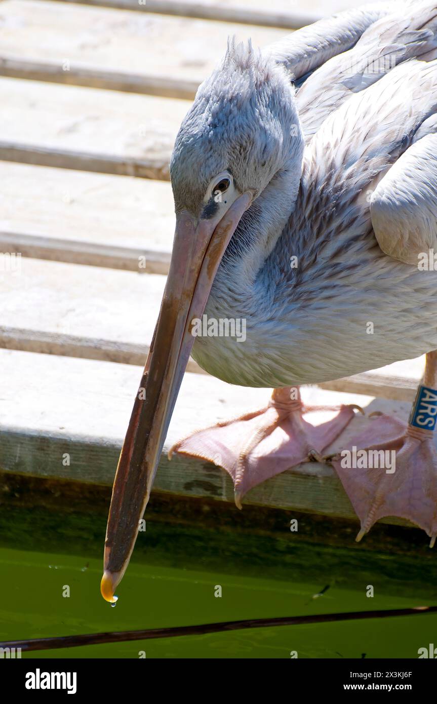 Majestic Pelican Portrait: Magnificent Beak Close-Up. Stock Photo