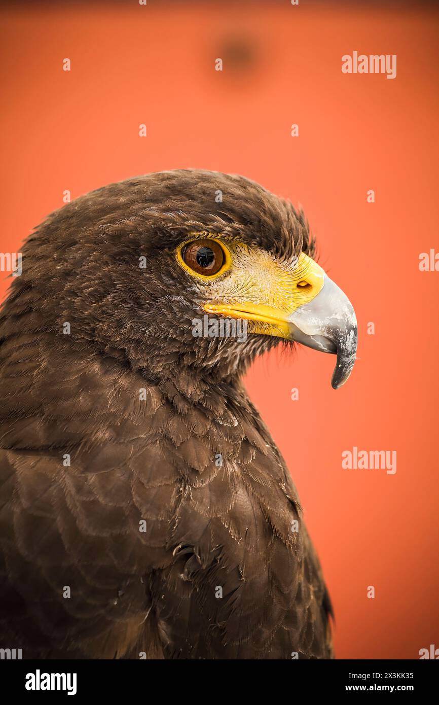 European Bird of Prey Stunning Black Eagle Head Captured in Mesmerizing Images Stock Photo Alamy