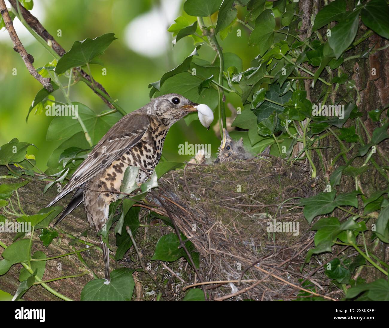 Adult Mistle Thrush, Turdus viscivorus, perched near nest and removing a faecal sac from chick, Queen's Park, London, United Kingdom Stock Photo