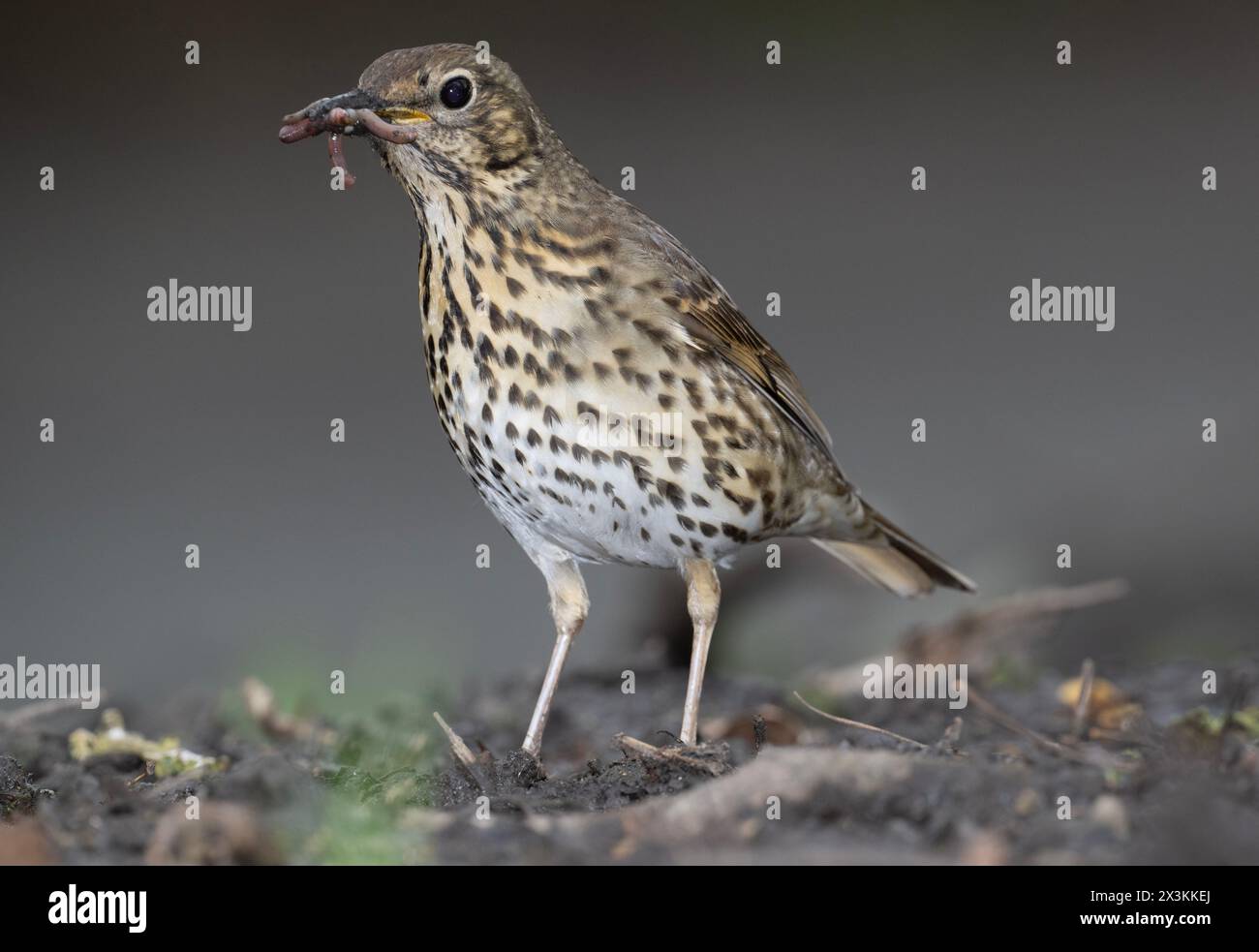 Adult Song Thrush, Turdus philomelos,  with worm in its beak, Queen's Park, London, United Kingdom Stock Photo
