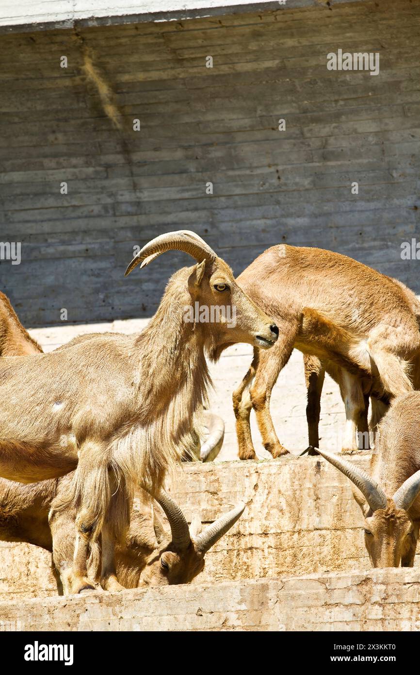 Spanish Ibex: Capturing the Beauty of the Wild in Stunning Stock Photos Stock Photo