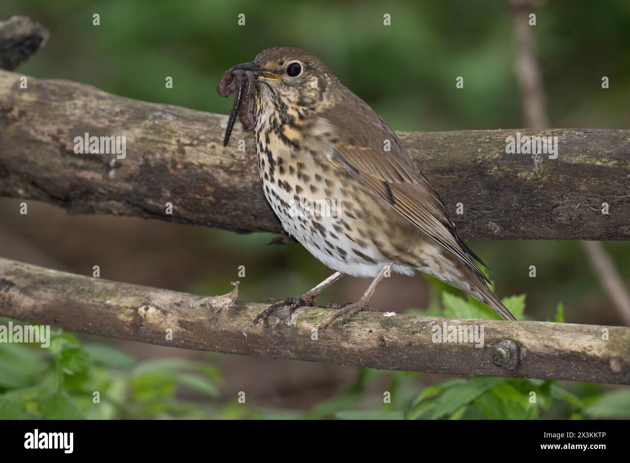 Adult Song Thrush, Turdus philomelos,  with worm in its beak, Queen's Park, London, United Kingdom Stock Photo