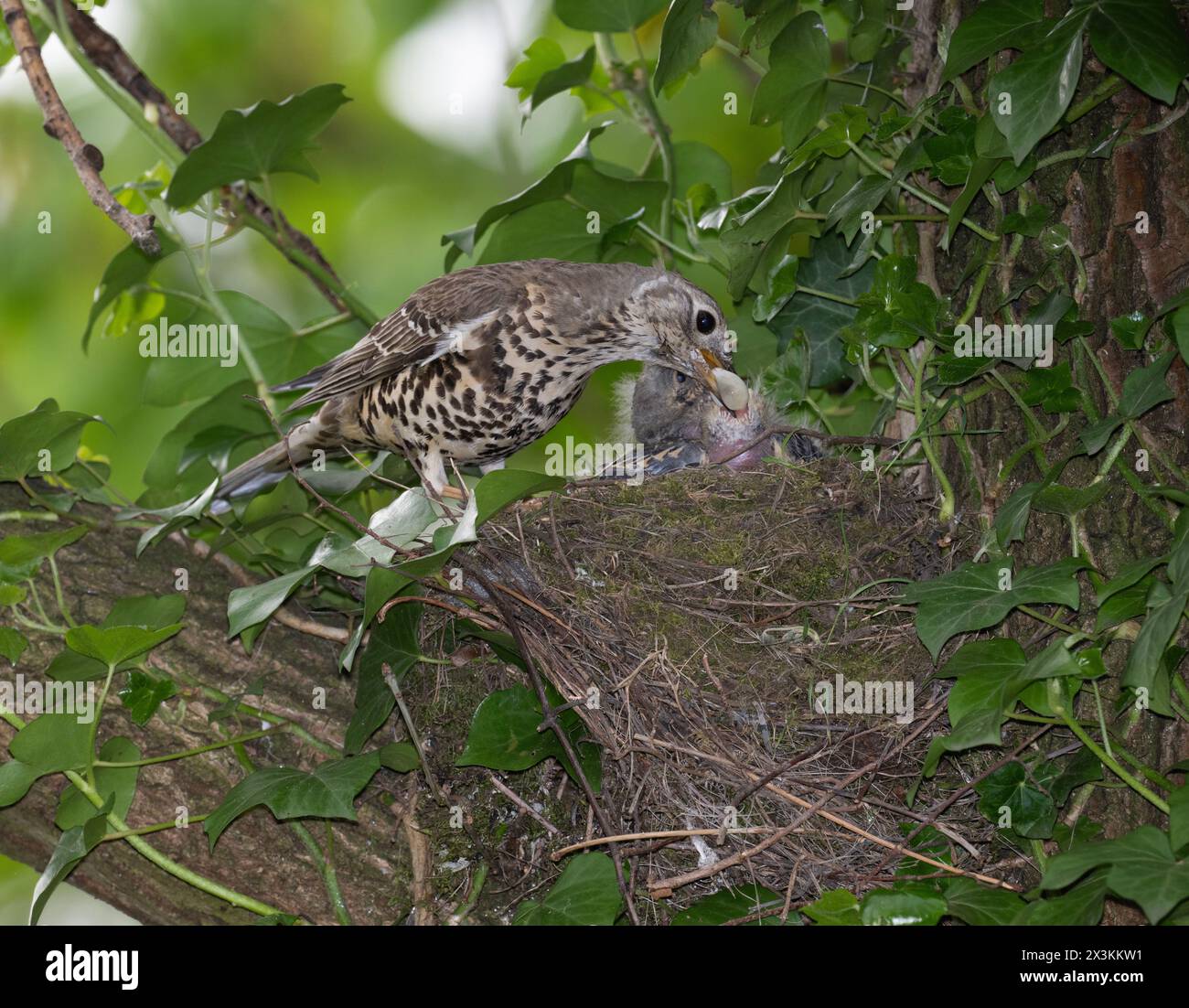 Adult Mistle Thrush, Turdus viscivorus, perched near nest and removing a faecal sac from chick, Queen's Park, London, United Kingdom Stock Photo