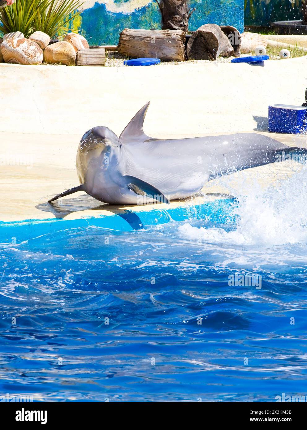 Oceanic Elegance: Majestic Dolphin Leaping from the Sea Stock Photo