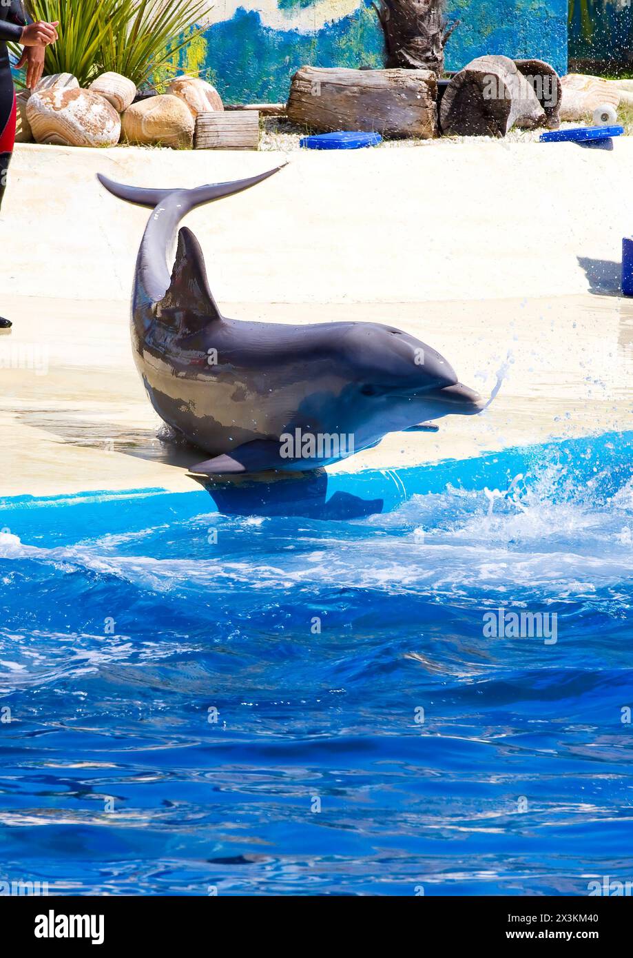 Captivating Images: Majestic Dolphin Leaping out of the Ocean in Stunning Sea Shot Stock Photo