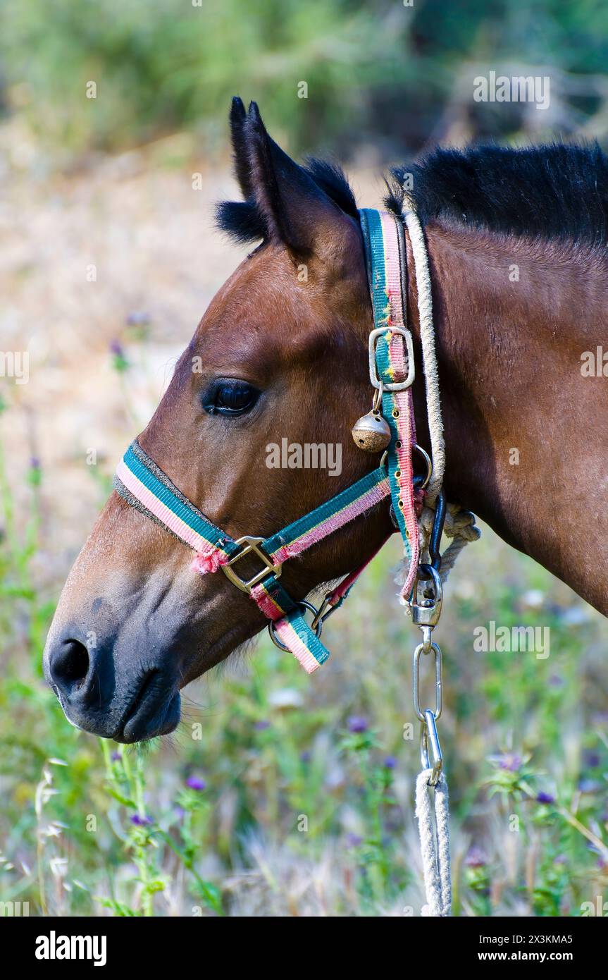 horse-portrait-on-the-hill-majestic-equine-photography-at-its-finest