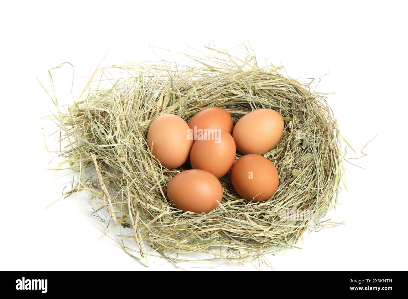 Chicken eggs in nest isolated on white Stock Photo - Alamy