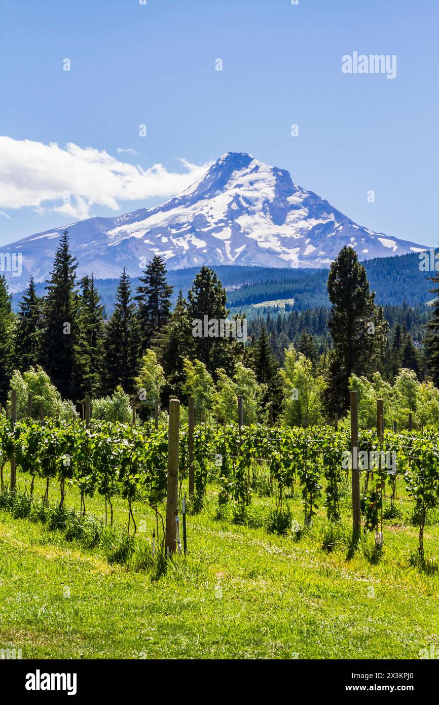Scenic view of grapevines in vineyard on Hood River Fruit Loop, Oregon, with forest and Mt. Hood in the distance on a sunny summer day. Stock Photo