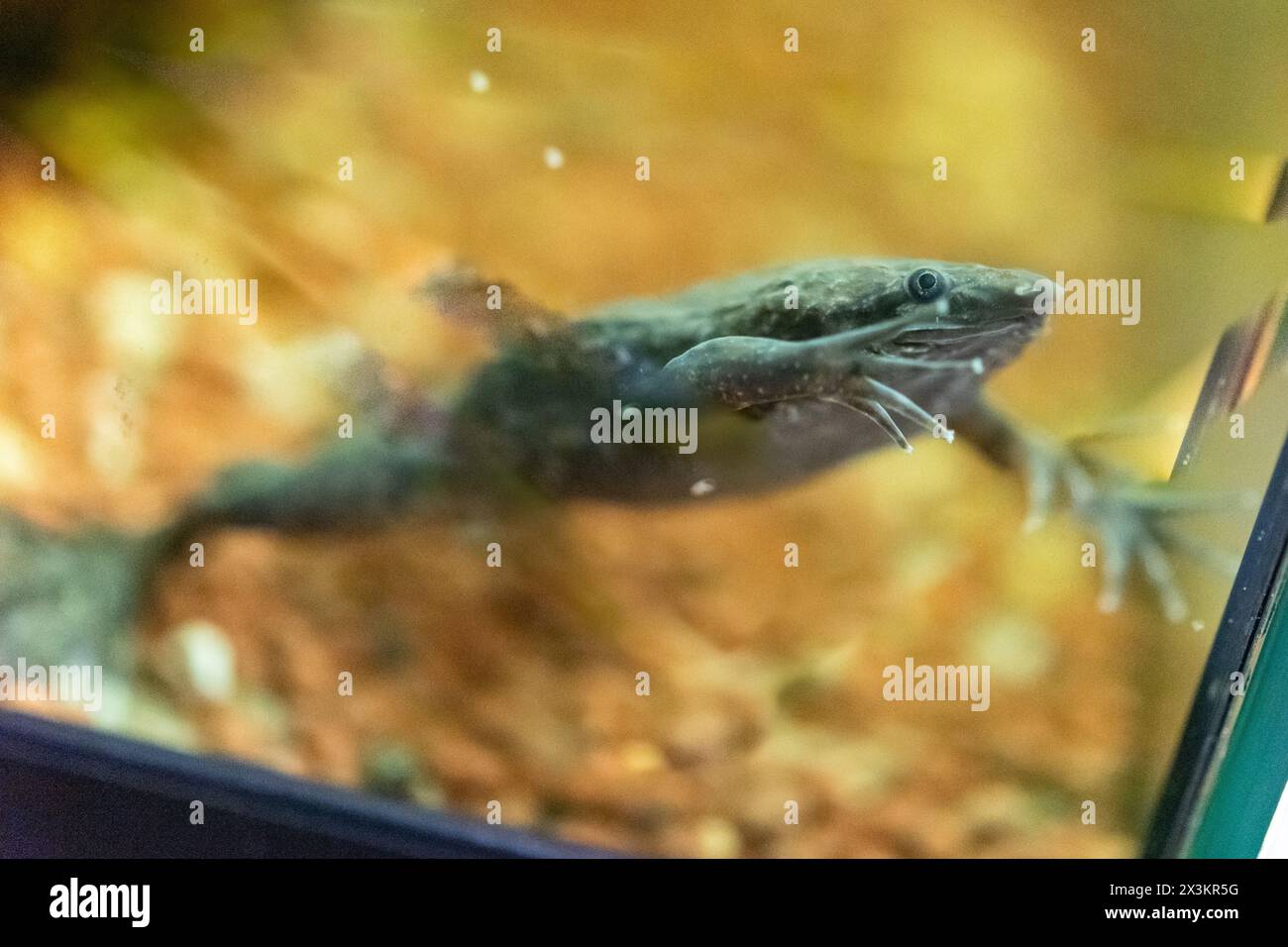 Carvalho's surinam toad swimming in a fish tank Stock Photo