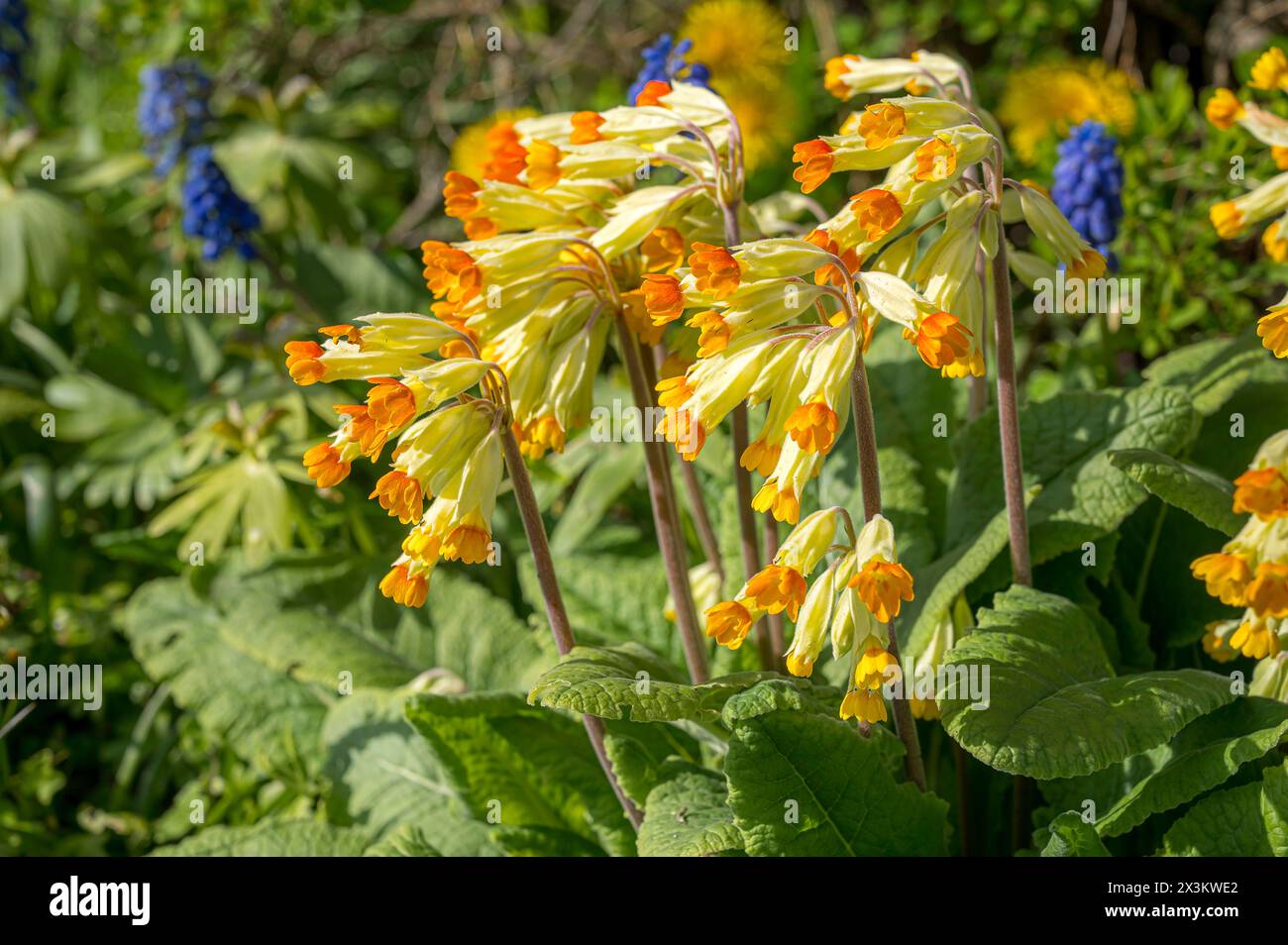 Cowslips in red and yellow in a summer meadow Stock Photo