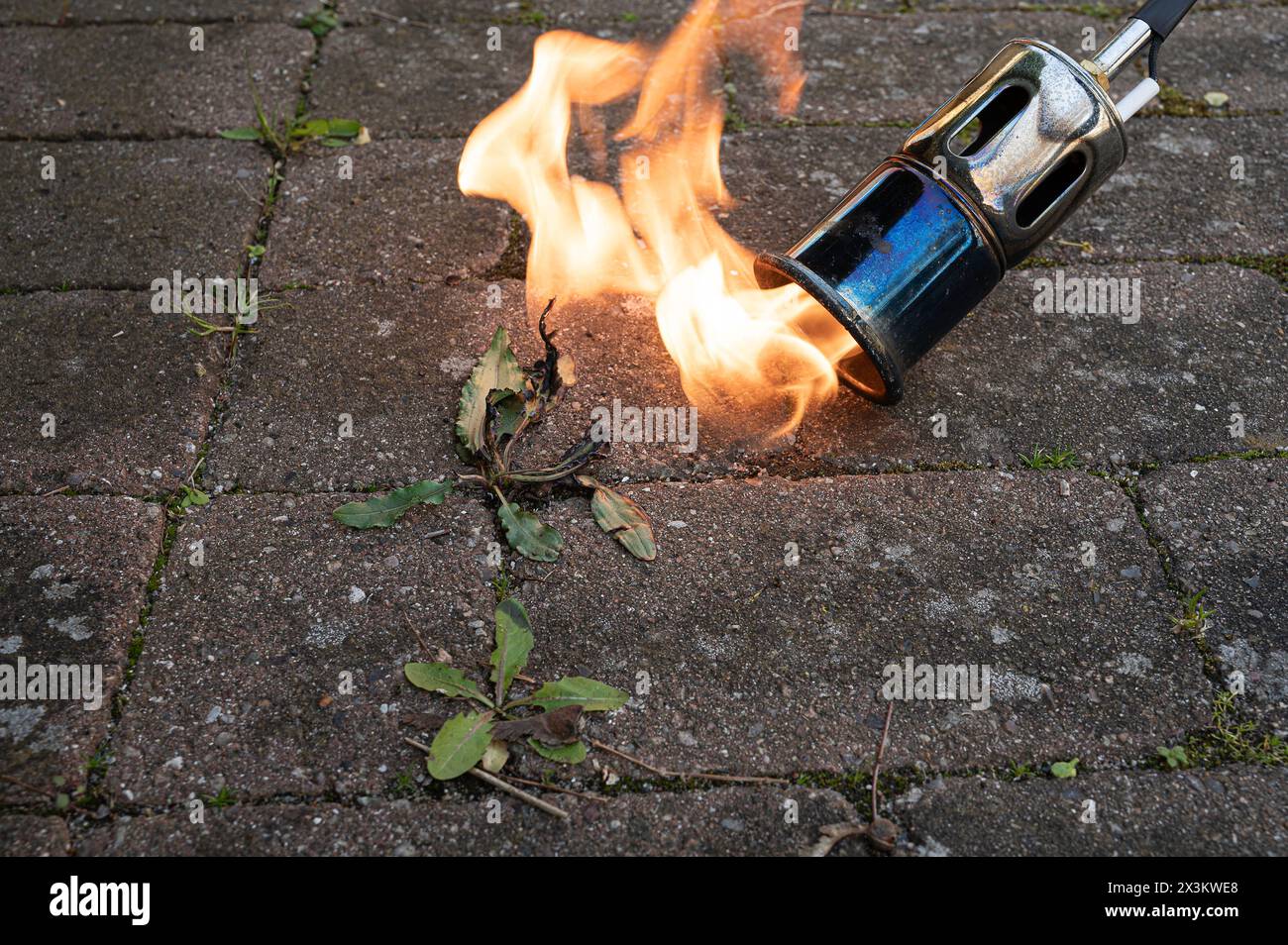 weed burner burns weeds on concrete slabs, Denmark, April, 27, 2024 Stock Photo