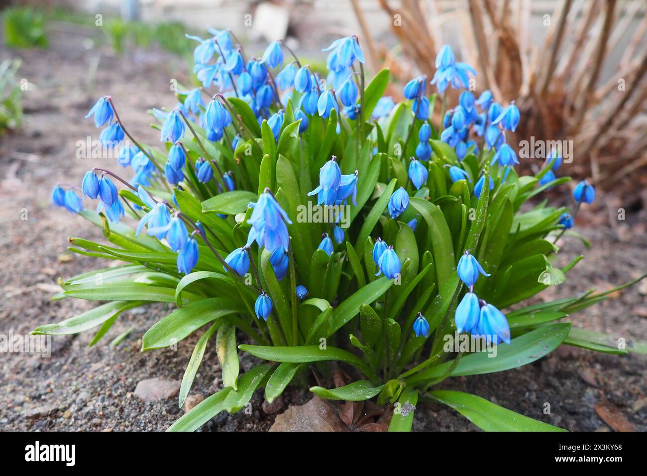 Scilla is a genus of bulb-forming perennial herbaceous plants in the family Asparagaceae, subfamily Scilloideae. Sometimes called the squills in Engli Stock Photo
