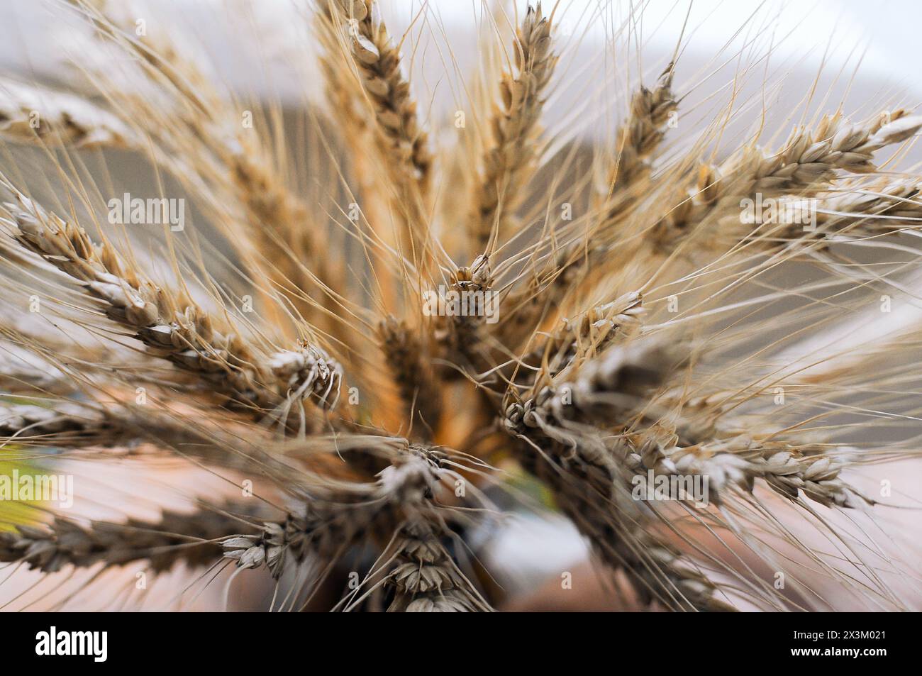 Yellow ear of wheat in hands. Hold an ear of wheat in your hands ...